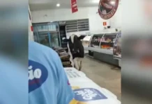 VÍDEO: boi invade supermercado e corre atrás do açougueiro