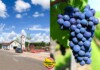 VÍDEO: em Mâncio Lima, agricultor cultiva uvas em meio ao calor e plantação chama a atenção de quem vê de perto