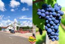VÍDEO: em Mâncio Lima, agricultor cultiva uvas em meio ao calor e plantação chama a atenção de quem vê de perto