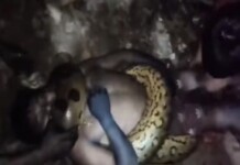 Homem é atacado e morto por sucuri gigante