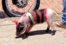 Em Porto Walter, torcedor pinta porquinho de estimação com as cores do Flamengo para assistir à final da Libertadores