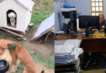 Cachorros impedem adolescente de abusar de menina de 10 anos