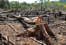 Acre fica entre os estados com maiores índices proporcionais de desmatamento, aponta ranking nacional