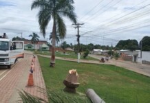 Retirada de palmeiras na entrada de Rodrigues Alves gera críticas e prefeitura explica motivo da ação