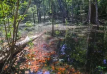 Dinossauros viveram na Amazônia, descobrem pesquisadores