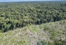 Crime organizado acelera desmatamento e agrava crise climática na Amazônia