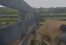 Boi amarrado é violentamente atacado com chutes e pauladas em propriedade rural no Acre