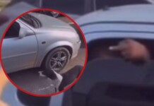 VÍDEO: motorista gera revolta ao abandonar cachorro em avenida