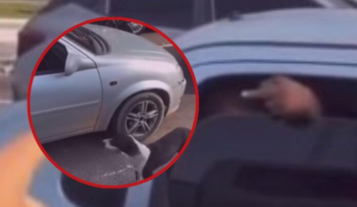 cachorro-abandonado-manaus-1024x594