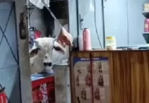 Vaca cai em telhado da cozinha de bar e causa prejuízos
