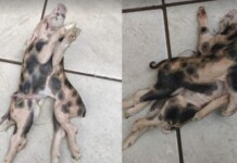 Porco nasce com dois corpos e seis patas e surpreende produtor rural