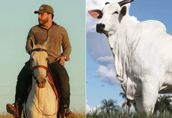 murilo-huff-se-tornou-um-dos-donos-da-donna-fiv-ciav-considerada-a-vaca-mais-cara-do-mundo-3023848-article