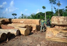 Exploração ilegal de madeira avança no Amazonas e já ocupa 62% da área monitorada, aponta Imazon