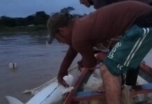 Pescadores capturam filhote de piraíba de 46 kg no Rio Juruá