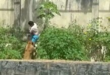 Laudo do IML faz revelação chocante sobre morte de rapaz atacado por leoa; saiba mais