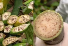 Idaf aciona força-tarefa no Juruá após confirmação da doença do moko da bananeira