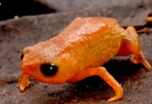 Brachycephalus lulai: conheça sapo batizado com o nome do presidente