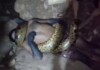 Vídeo: jiboia gigante mata homem asfixiado