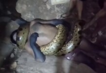 Vídeo: jiboia gigante mata homem asfixiado