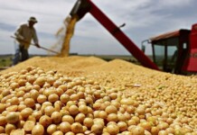 Mesmo com a soja mais barata, Acre amplia volume exportado e reforça superávit