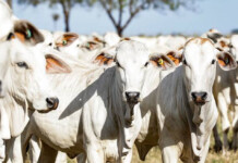 “Vista grossa” do governo pode esvaziar frigoríficos do Acre, alerta Sindicarnes: “O rebanho não cresce, o abate aumenta e o bezerro vai embora”