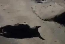 Motociclista fica ferido em acidente causado por cachorro solto em Cruzeiro do Sul