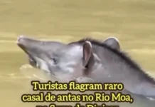 Turistas flagram raro casal de antas no Rio Moa, na Serra do Divisor em Mâncio Lima