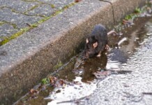 Morte de jovem por leptospirose acende alerta em cidade do interior do Acre