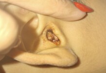 Menino de 6 anos enfrenta problema grave no ouvido e família denuncia falta de especialista em Cruzeiro do Sul