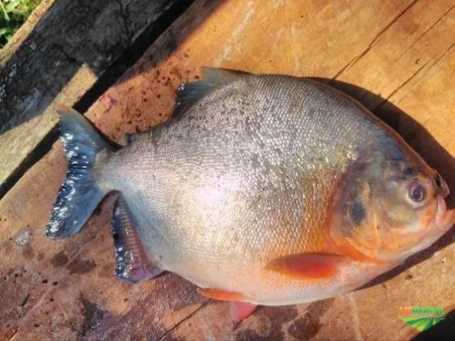 not-9093-20260130072700