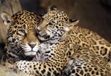 VÍDEO: Onça-pintada e filhote descansam em árvore no Pantanal