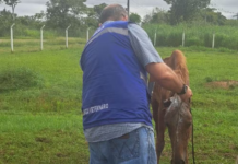 VÍDEO: Cavalo com sinais de maus-tratos é resgatado em estrada no Acre