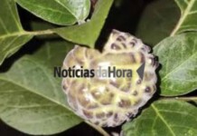 No Acre, família é intoxicada após consumir fruta venenosa, e idoso é entubado
