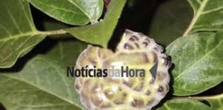 No Acre, família é intoxicada após consumir fruta venenosa, e idoso é entubado