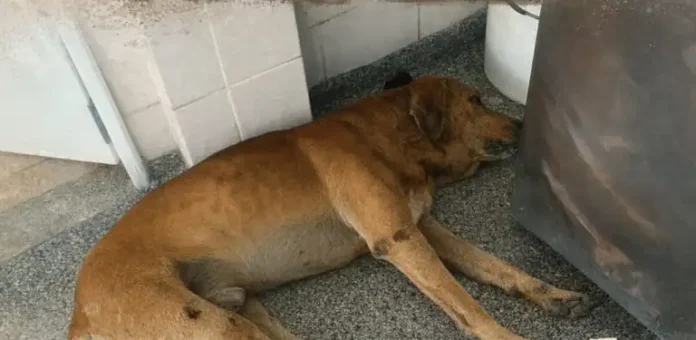 WhatsApp-Image-2026-02-19-at-16.50.25