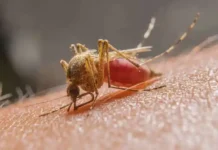 Casos de malária despencam quase 40% no Acre, mas município registra alta de mais de 180%