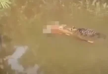 Crocodilo de 6 metros é visto carregando corpo de mulher desaparecida