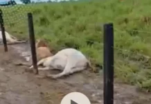 Queda de raio mata rebanho e cavalo durante tempestade no interior do Acre