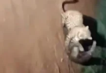 VÍDEO: tamanduá-bandeira leva a melhor em confronto com onça-pintada