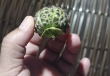 Fruto ingerido por idoso intubado na UTI no Acre é tóxico e alucinógeno, diz biólogo