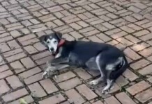 Encontrada no Parque da Maternidade, cadela idosa pode ter sido abandonada ou fugido do tutor, diz fotógrafa que a resgatou