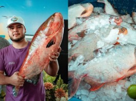Com peixe de 10,4 kg, piscicultor surpreende e conquista o título de maior pescado da Vlll feira do peixe em Mâncio Lima