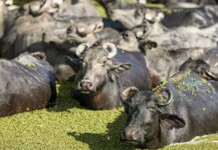 Acre cria programa e prepara Estado para implementar a rastreabilidade dos rebanhos de bovino e búfalos