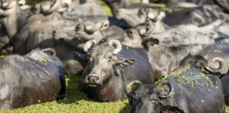 Acre cria programa e prepara Estado para implementar a rastreabilidade dos rebanhos de bovino e búfalos