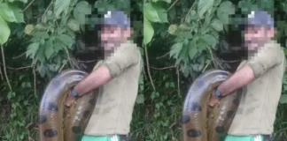 Sucuri de grande porte é capturada durante pescaria no interior do Acre