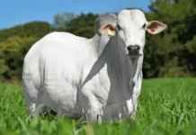 Boi gordo no Acre registra menor cotação do país em abril, aponta levantamento