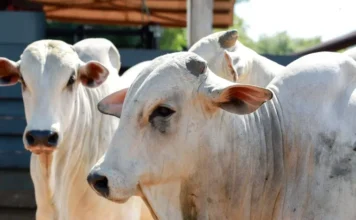 Vacinação obrigatória contra brucelose começa nesta quarta no Acre