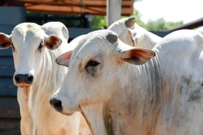 boi-1920x1280-1-1536x1024-1