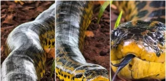 Guia faz vídeo raro de sucuri-amarela durante safári no Pantanal