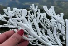 Santa Catarina registra -7,3°C, menor temperatura do ano no Brasil